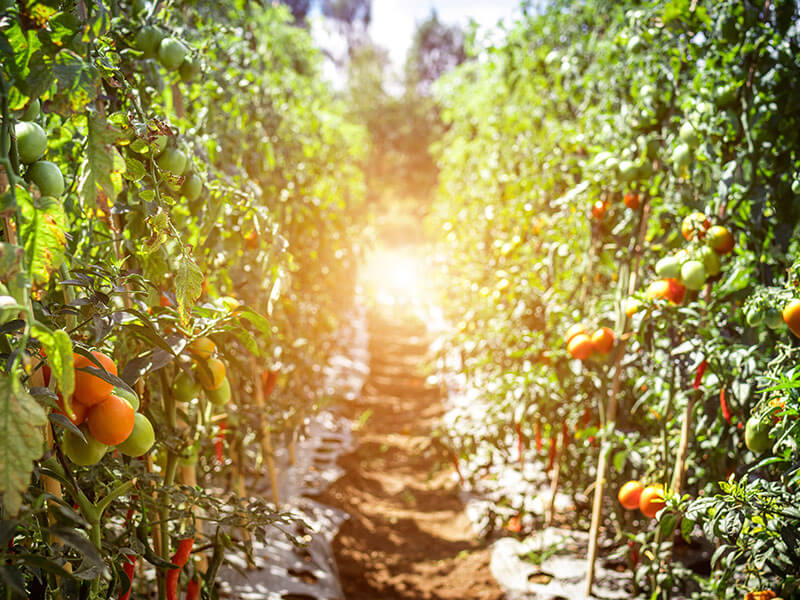 Image of tomato plants